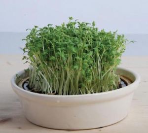 Een plantage van dit onheilsgoedje werd gisteren opgerold in Vremde. 