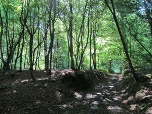 Het Zoniënwoud. Pure wanorde.